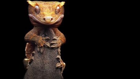 Crested Gecko on Display in Dark Elegance wallpaper