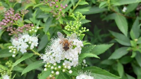 Busy Bee Among Blossoms wallpaper