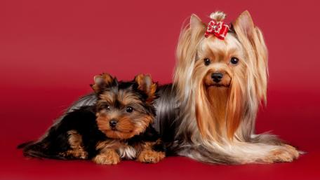 Charming Yorkshire Terriers in Glamorous Pose wallpaper
