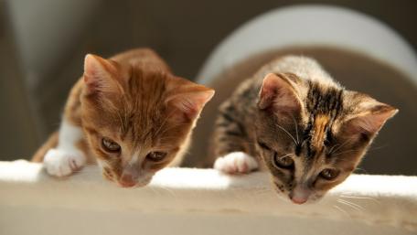 Curious Kittens at Play wallpaper