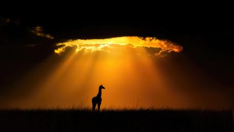 Golden Sunset Serenade wallpaper