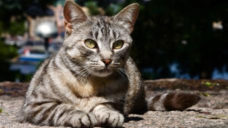 Graceful Cat Relaxing Outdoors wallpaper