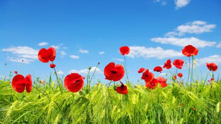 Poppies in a Clear Summer Sky wallpaper