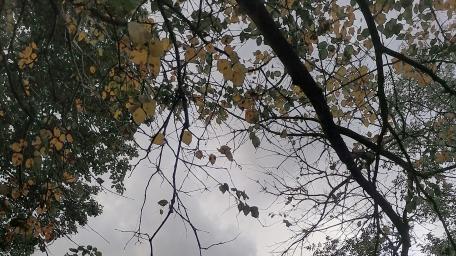 TREES IN RAIN wallpaper