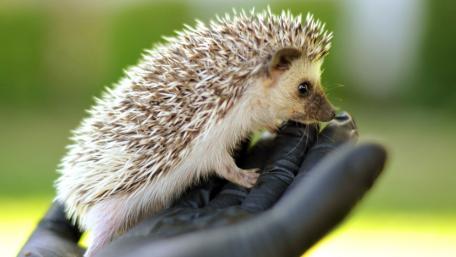 Adorable Hedgehog Close-Up wallpaper