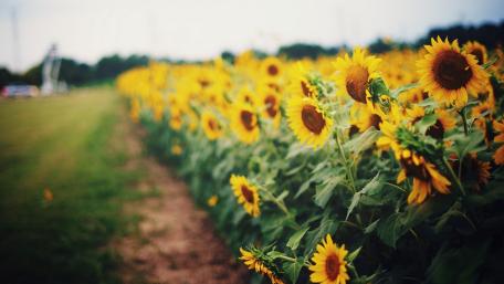 Sunflower Field in Full Bloom wallpaper