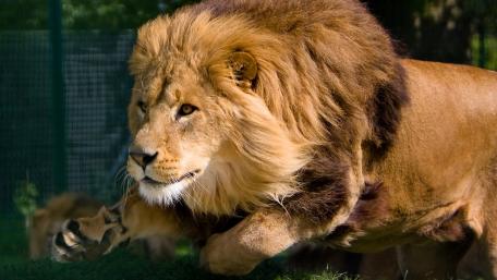 Majestic Lion in Motion wallpaper