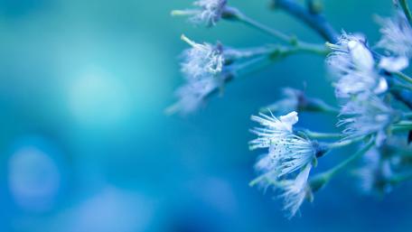 Delicate Blue Blossoms in Focus wallpaper