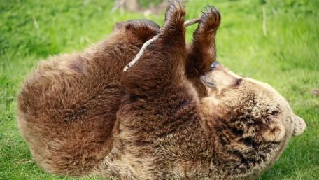 Playful Brown Bear in the Wild wallpaper