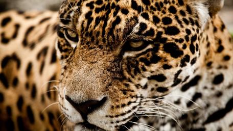Majestic Jaguar Close-Up wallpaper