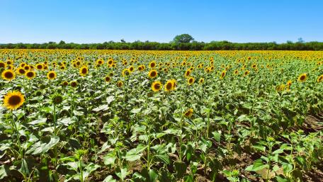 Field of sunflowers wallpaper