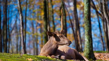 Majestic Forest Unicorn wallpaper