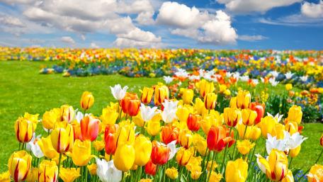 Springtime Glory in Tulip Fields wallpaper