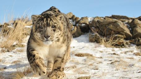 Snow Leopard in Winter Wonderland wallpaper