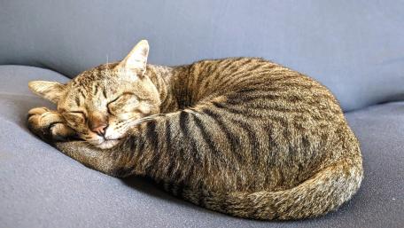 Sleeping Stripes on a Cozy Couch wallpaper