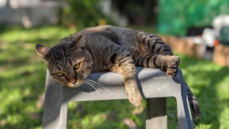 Lazy Cat Relaxing on a Stool in the Sunlight wallpaper