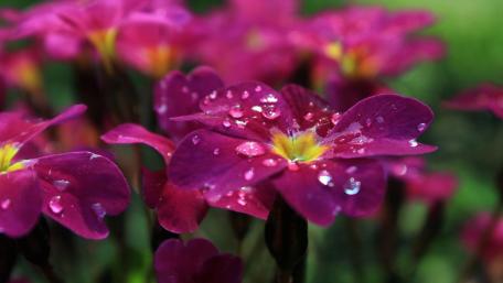 Primrose Beauty with Dewdrops wallpaper