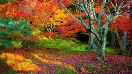 Autumn Glow in the Forest wallpaper