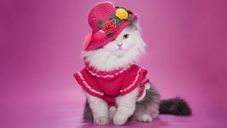 Stylish Cat in Pink Outfit wallpaper