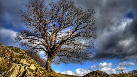Lone Tree Against Dramatic Sky wallpaper