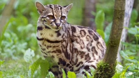 Majestic Ocelot in the Wild wallpaper