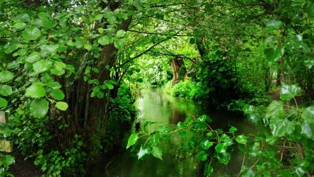 Forest Stream Serenity wallpaper