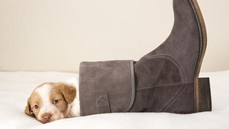 Title: Adorable Puppy Resting In Boot wallpaper