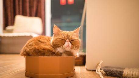 Cozy Feline Bliss in a Box wallpaper