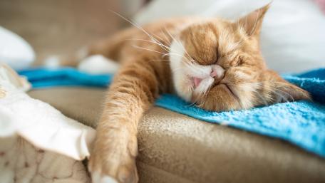 Lazy Ginger Cat Dreaming Peacefully wallpaper