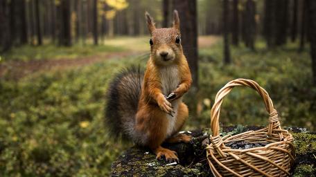 Squirrel in Forest with Basket wallpaper