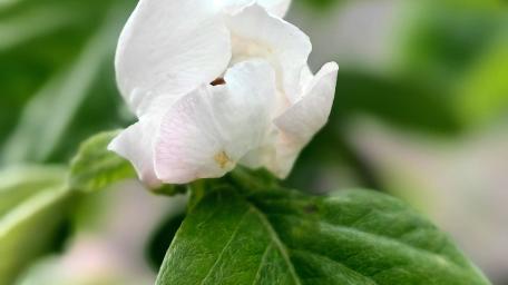 Delicate White Flower Among Lush Green Leaves wallpaper