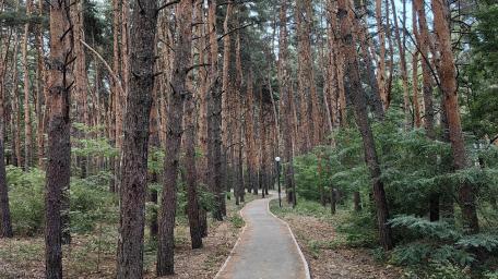 Serene Pathway Through a Tranquil Forest wallpaper
