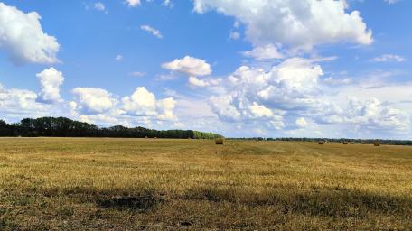 Endless Summer Sky Over Golden Fields wallpaper