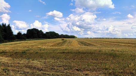 Tranquil Fields Under a Blue Sky wallpaper