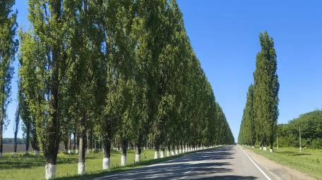 Serene Tree-Lined Roadway Serenade wallpaper
