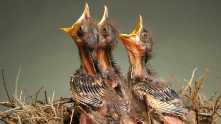 Feeding Frenzy in the Nest wallpaper