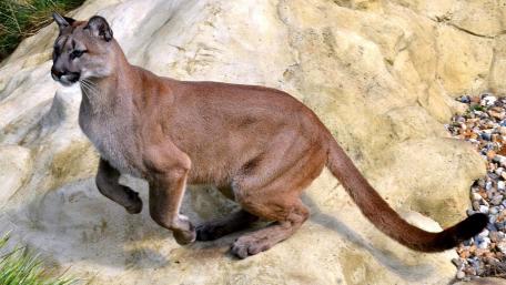 Majestic Puma in Natural Habitat wallpaper