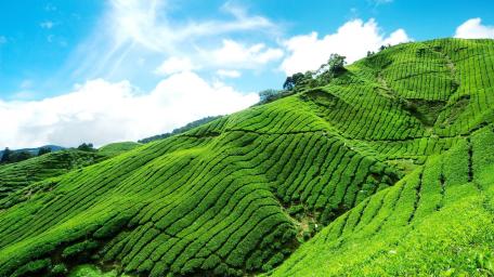 Tea Plantation Paradise wallpaper