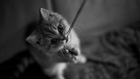 Playful Kitten in Monochrome wallpaper