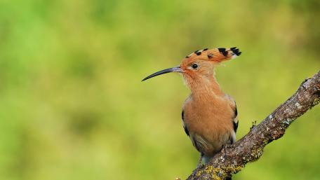 Elegant Hoopoe Perched in Nature wallpaper