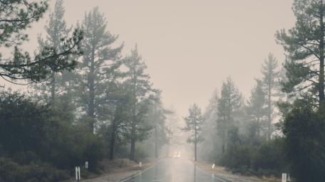 Misty Rainy Road Surrounded by Trees wallpaper
