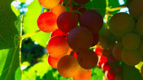 Sun-Kissed Grapes in Harvest Time wallpaper