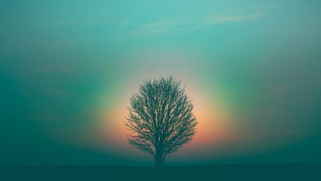 Solitary Tree at Twilight wallpaper