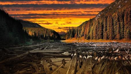 Sunset Over Forest Logs wallpaper