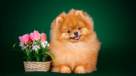 Fluffy Pomeranian with Flowers Wallpaper wallpaper
