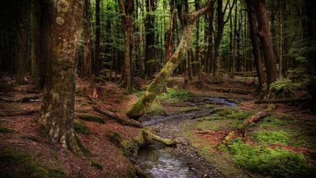 Serene Forest Creek Retreat wallpaper