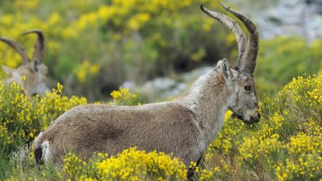 Majestic Alpine Ibex in Blooming Meadows wallpaper