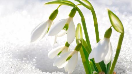 Snowdrops Emerging from Winter's Embrace wallpaper