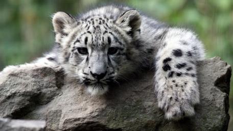 Playful Snow Leopard Cub in its Natural Habitat wallpaper