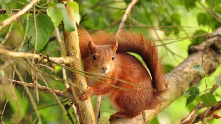 Charming Red Squirrel in Natural Habitat wallpaper